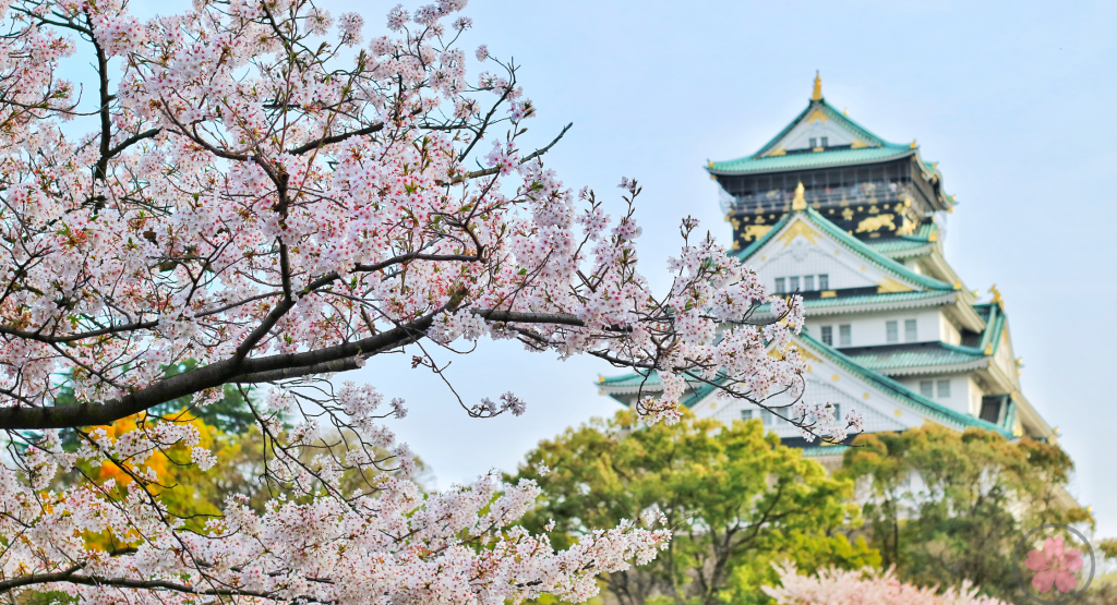 História da flor de cerejeira sakura - Samurai Girl